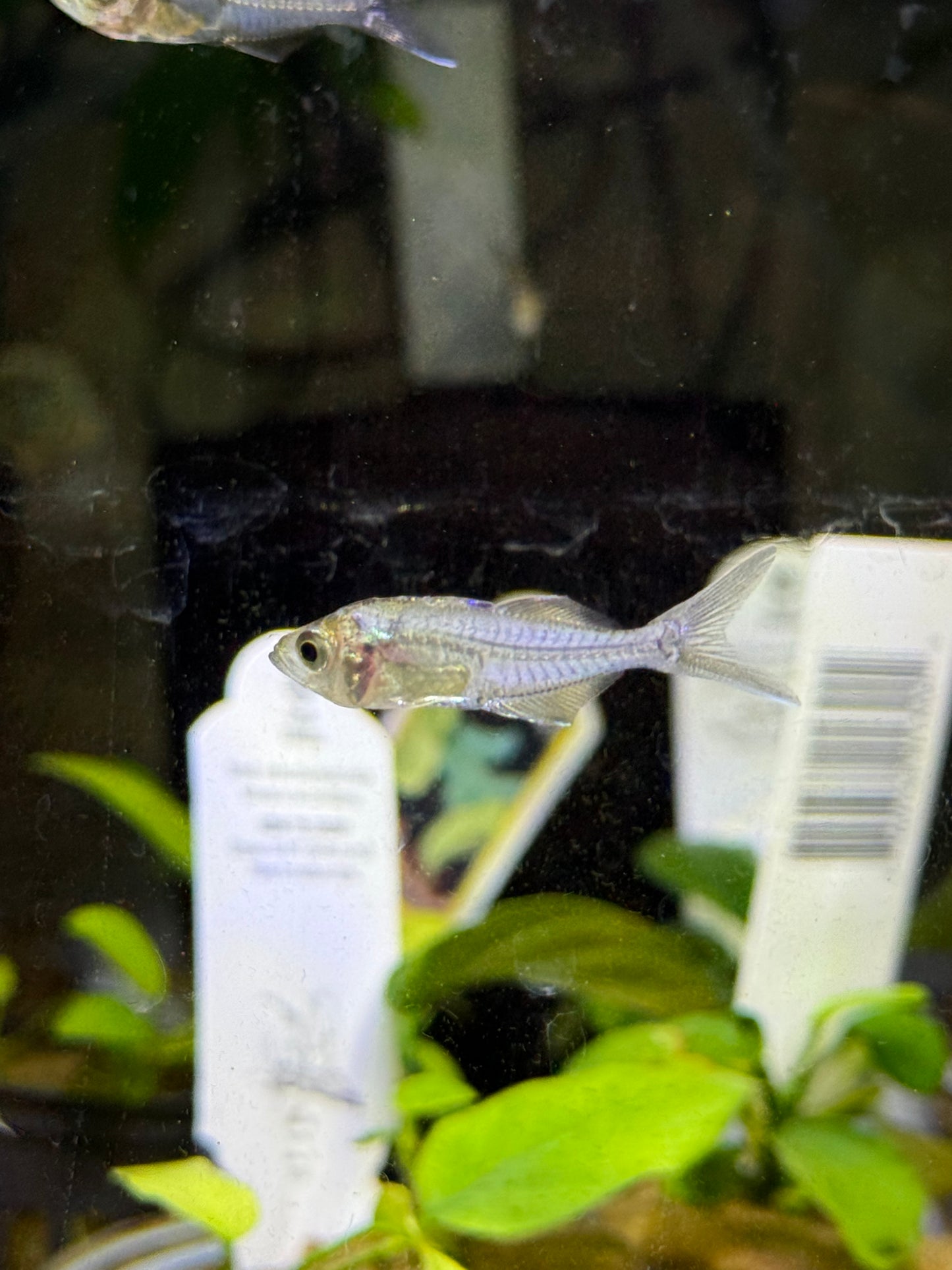 Long Nose Glass Fish / Chanda Wolfii