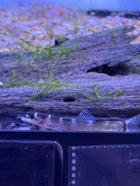 Leptobotia tchangi Changi spined loach