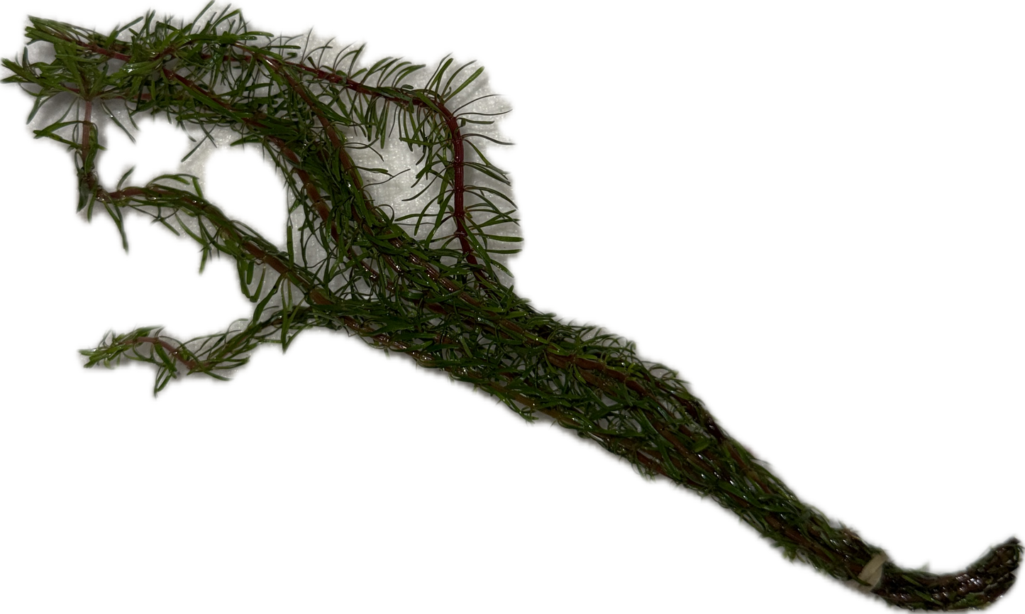 Rotala Wallichii Plant