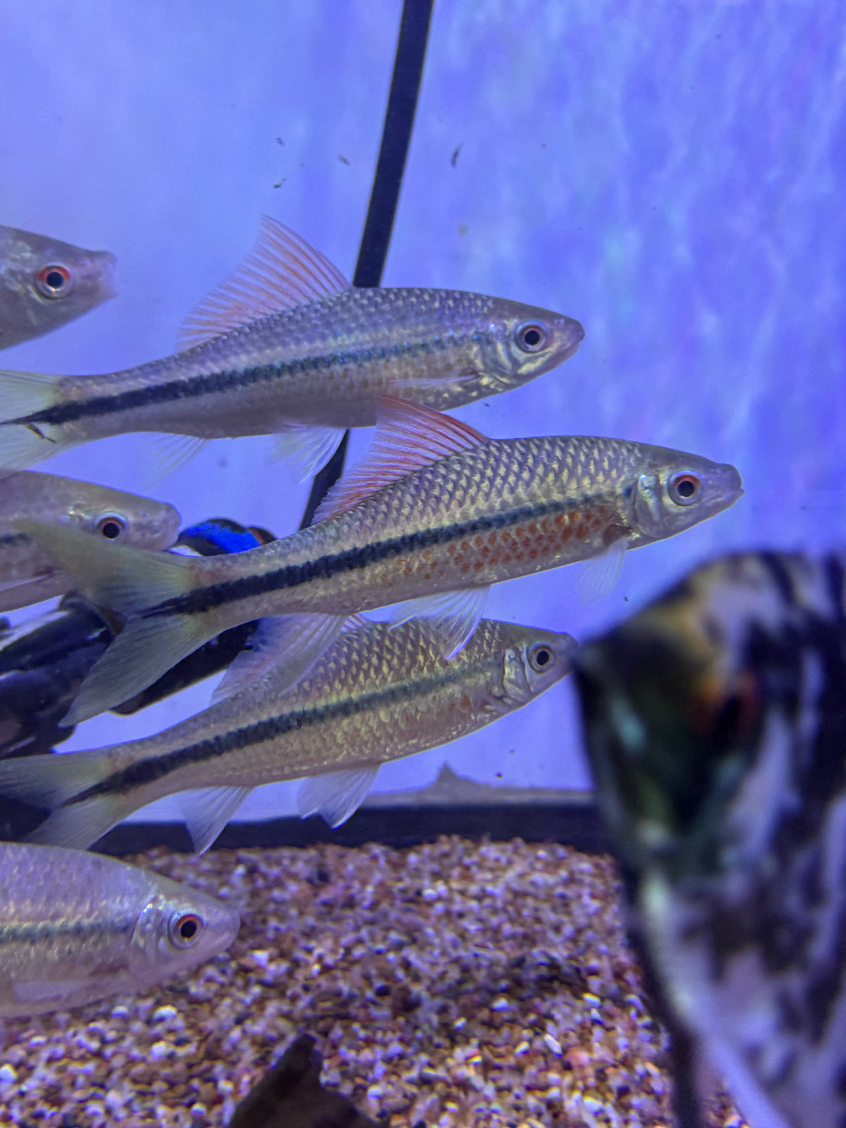 Rare ! Osteochilus flavicauda