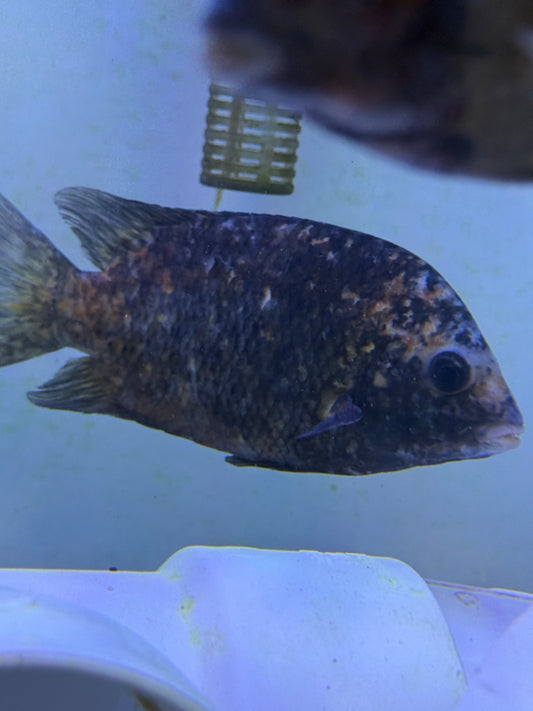 Super Rare Kotsovato Calico Damba (Paretroplus kieneri)