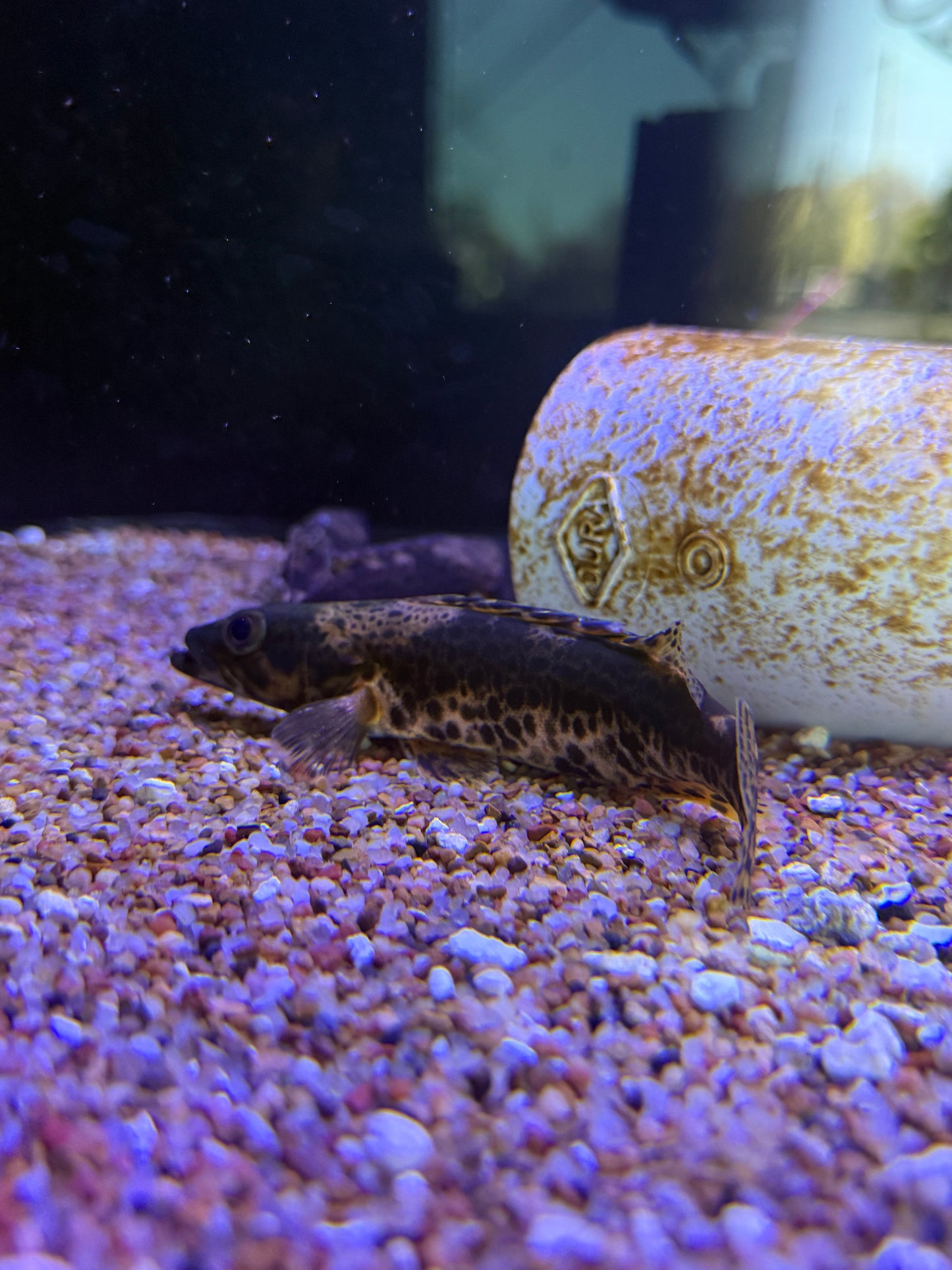 Siniperca roulei slender mandarin fish Slender Perch