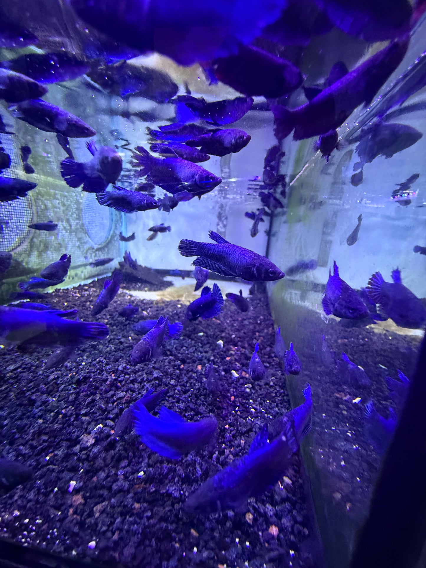 Asst Female Betta Blue