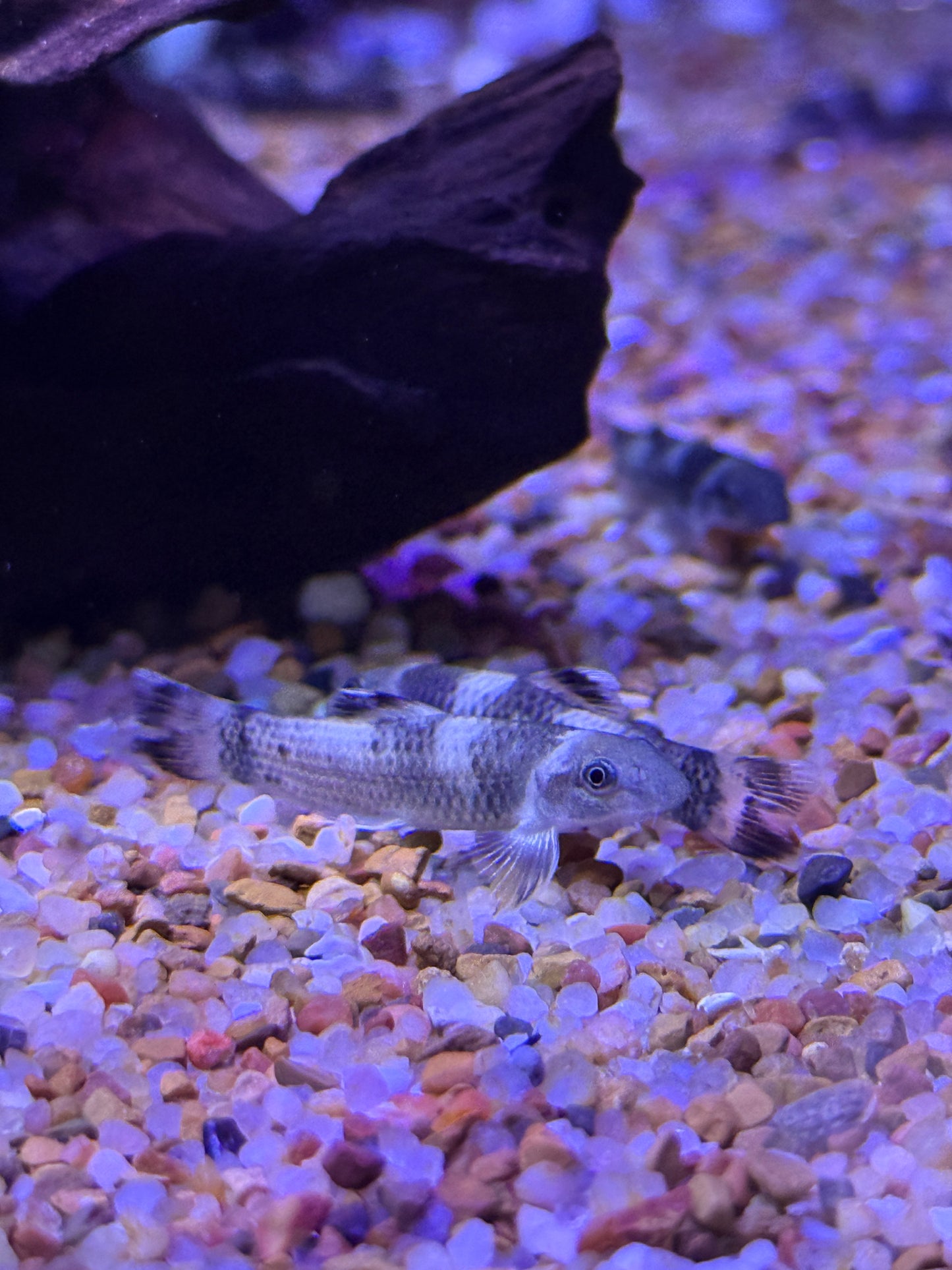 Panda Garra