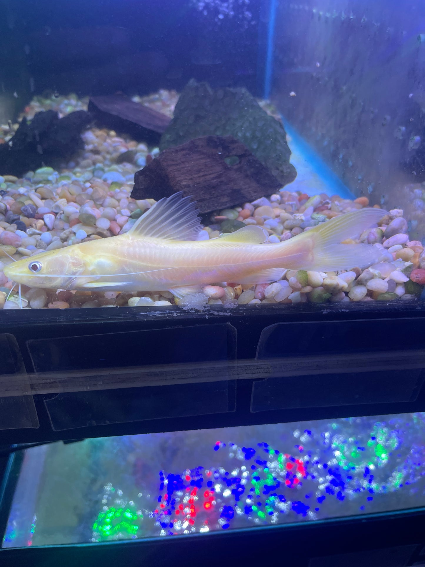 Albino Asian Redtail Catfish (Hemibagrus wyckioides)
