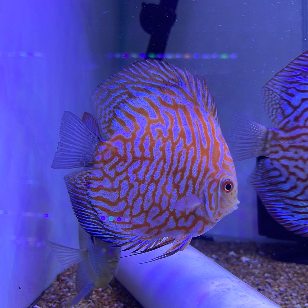 Red Pigeon Discus