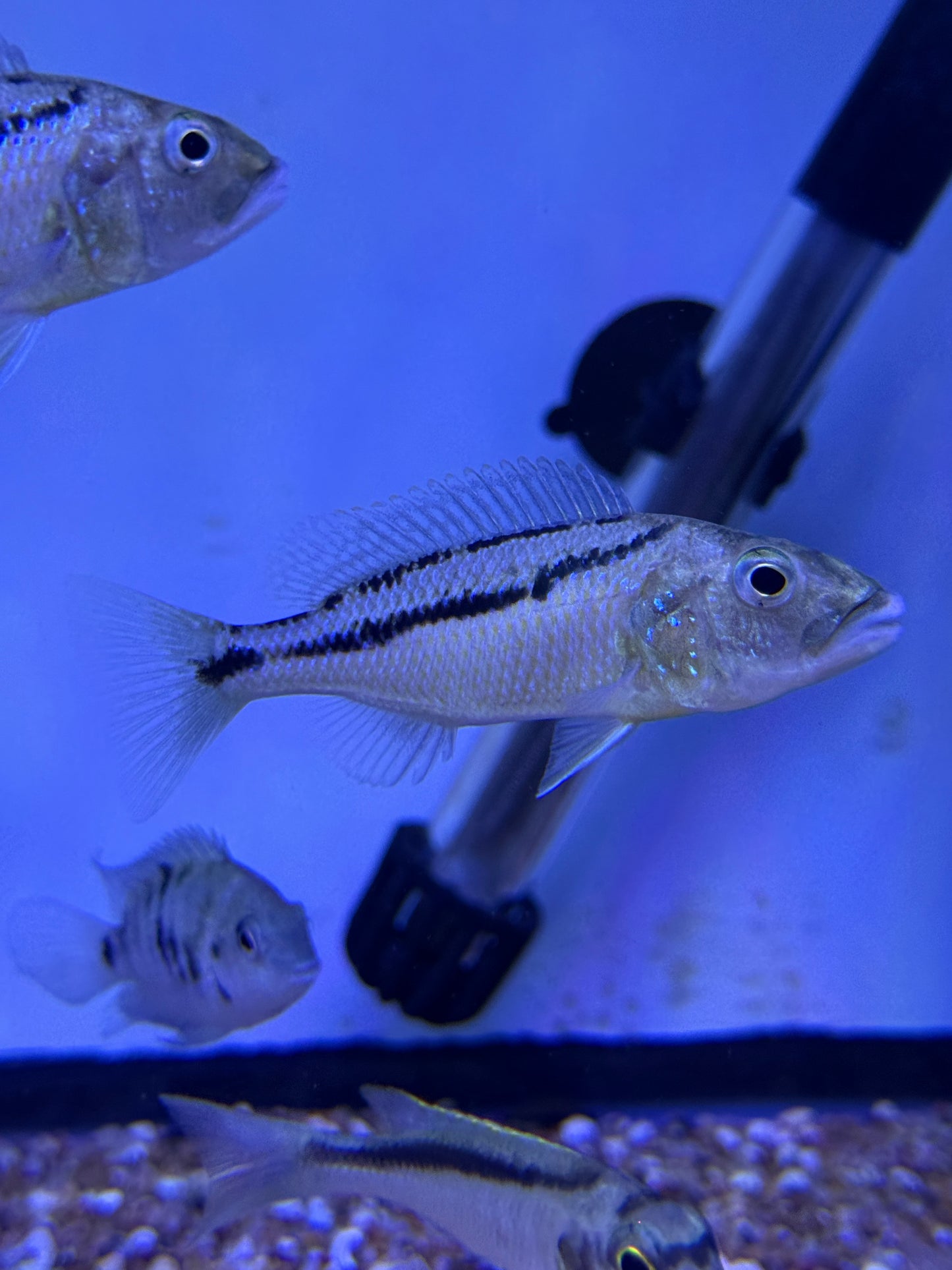 Aristochromis christyi
Malawi Hawk