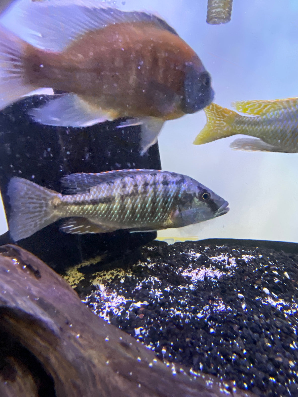 Lichnochromis acuticeps
Malawi Gar
