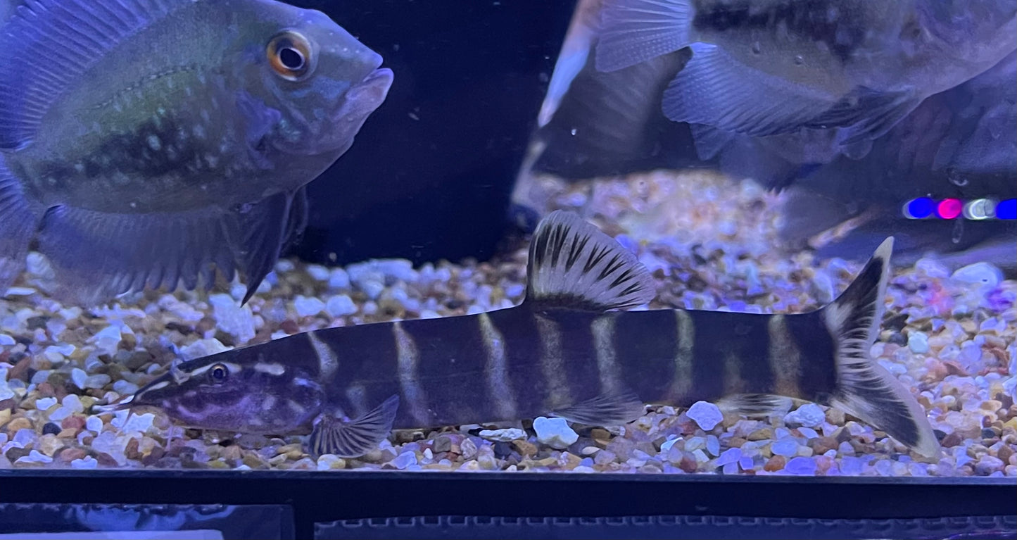 Sinibotia superciliaris