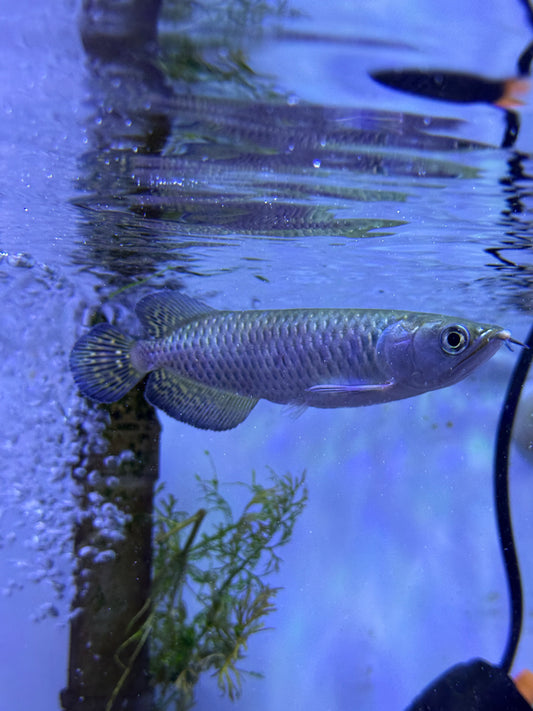 Killer Deal !!! Jardini Arowana (Scleropages Jardinii)