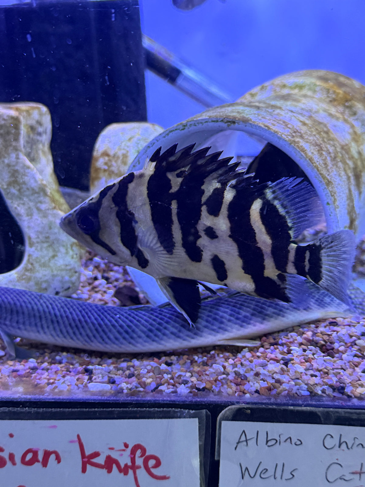 4 Bar Sumatra Datnoid (Datnioides microlepis)