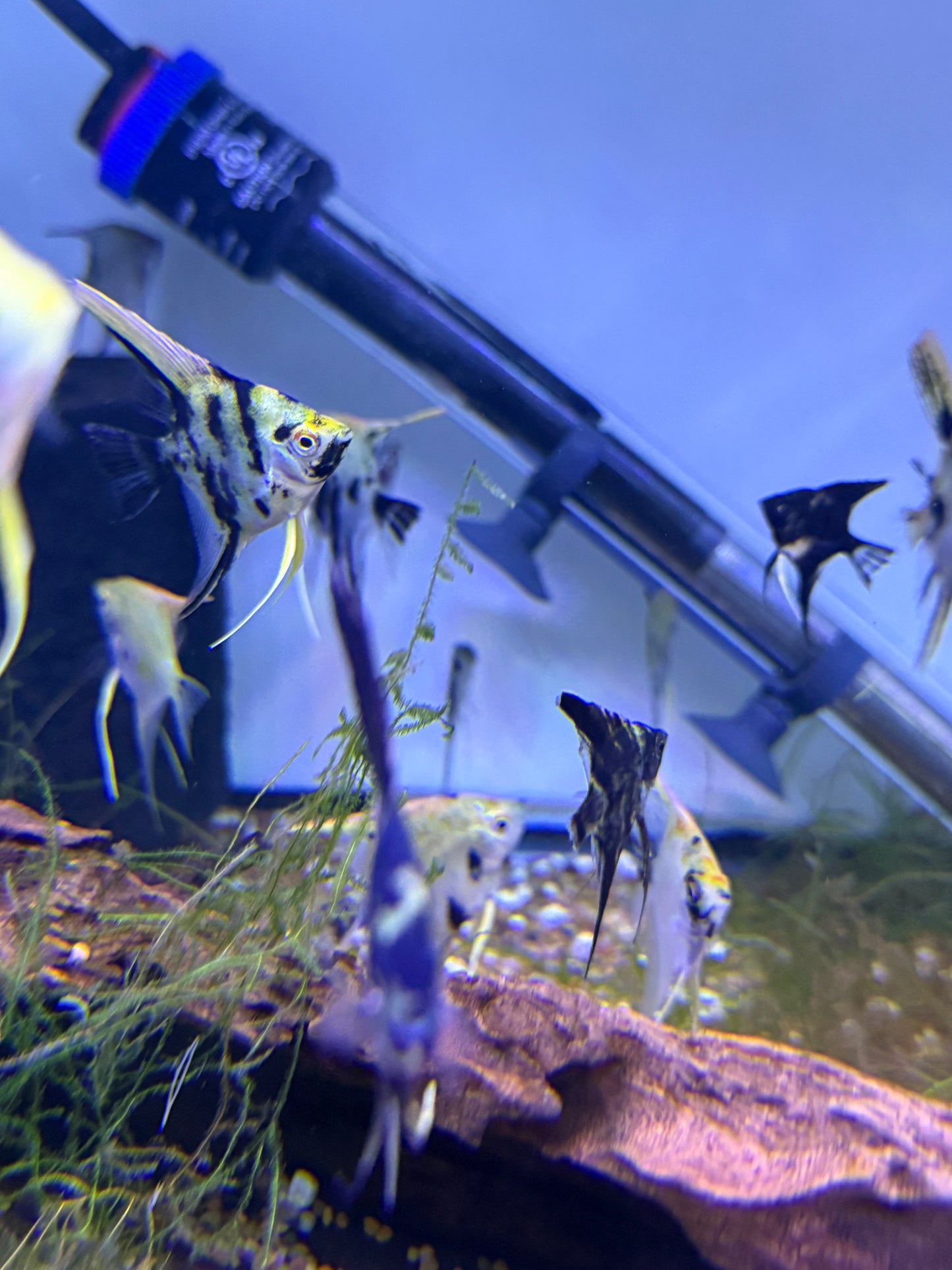 Assorted Baby Angel Fish