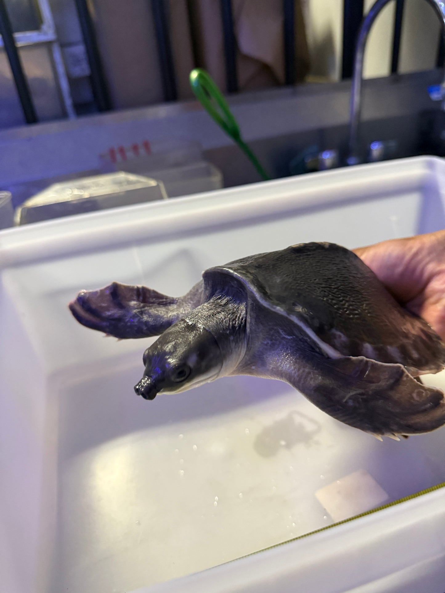 FLY RIVER TURTLE (CARETTOCHELYS INSCULPTA)