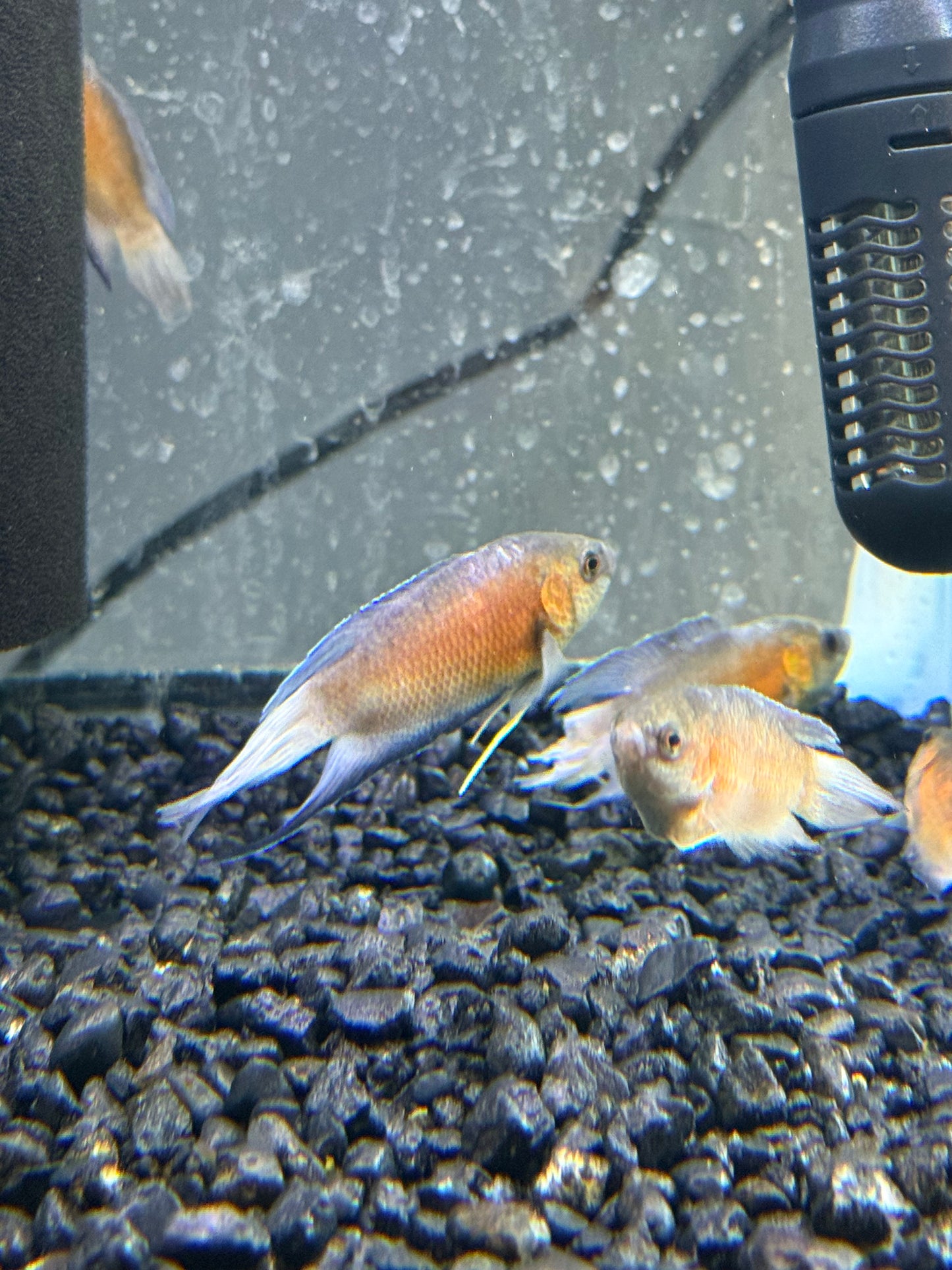 Red Paradise Gourami