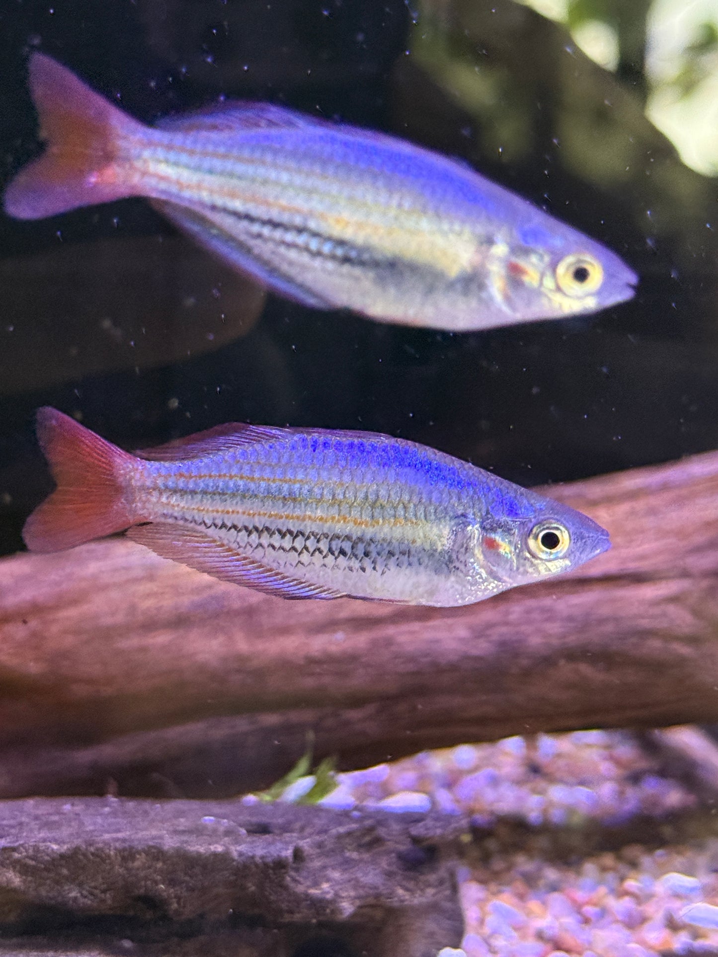 Melanotaenia splendida
Deepwater Creek Rainbowfish