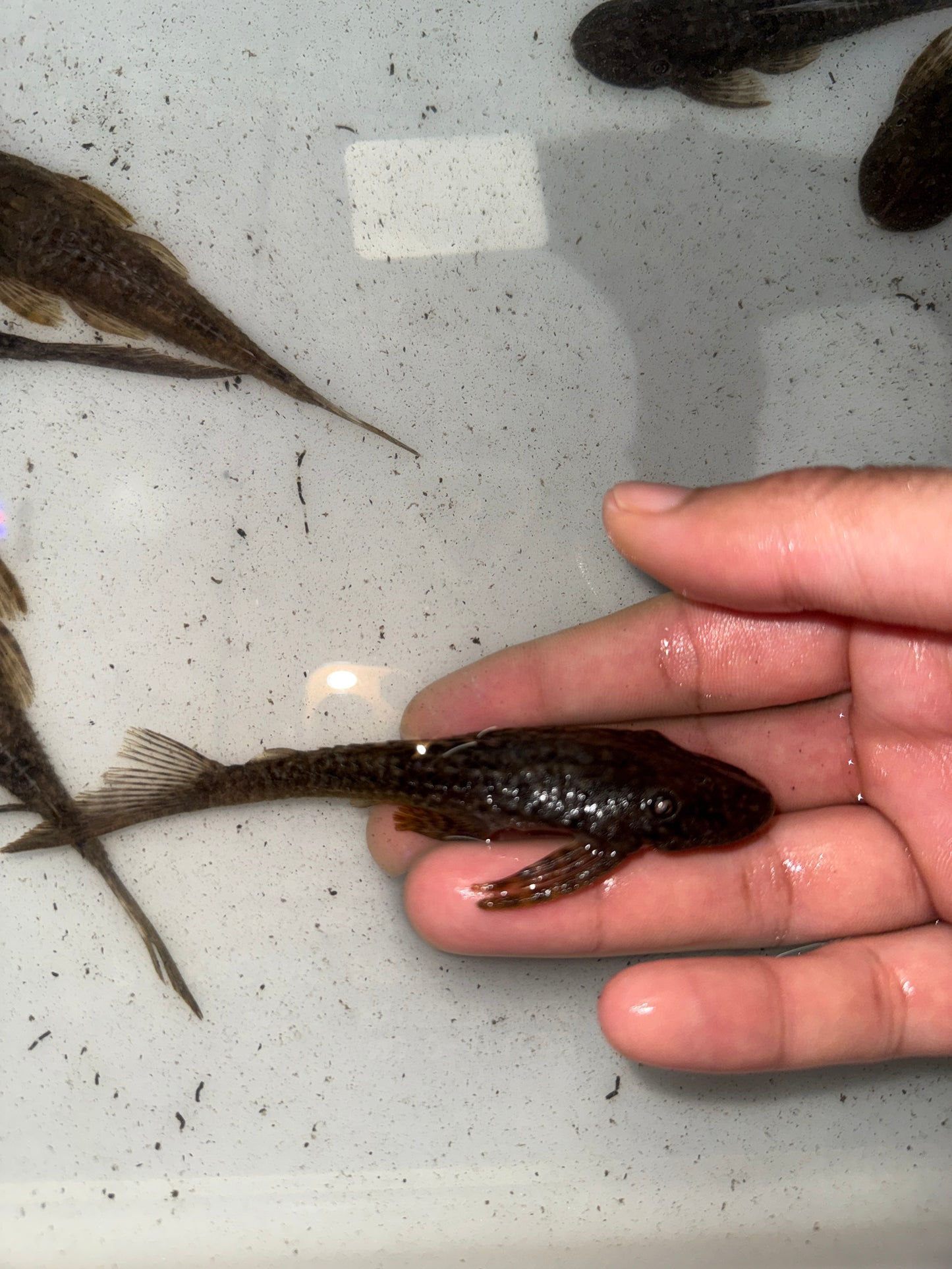 Dekeyseria amazonica Amazon Flat Head Pleco