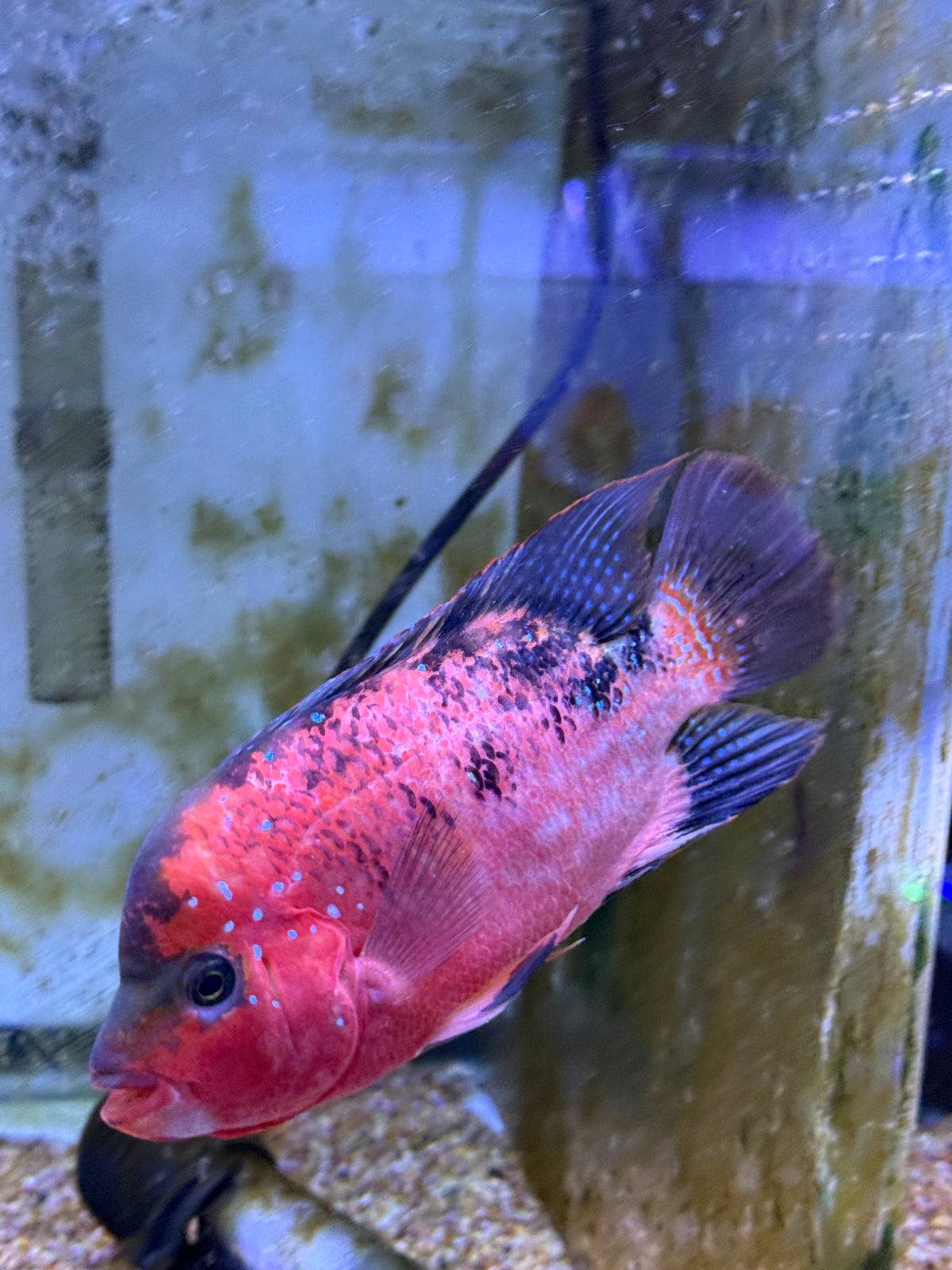 Super Red Flowerhorn hybrid #7