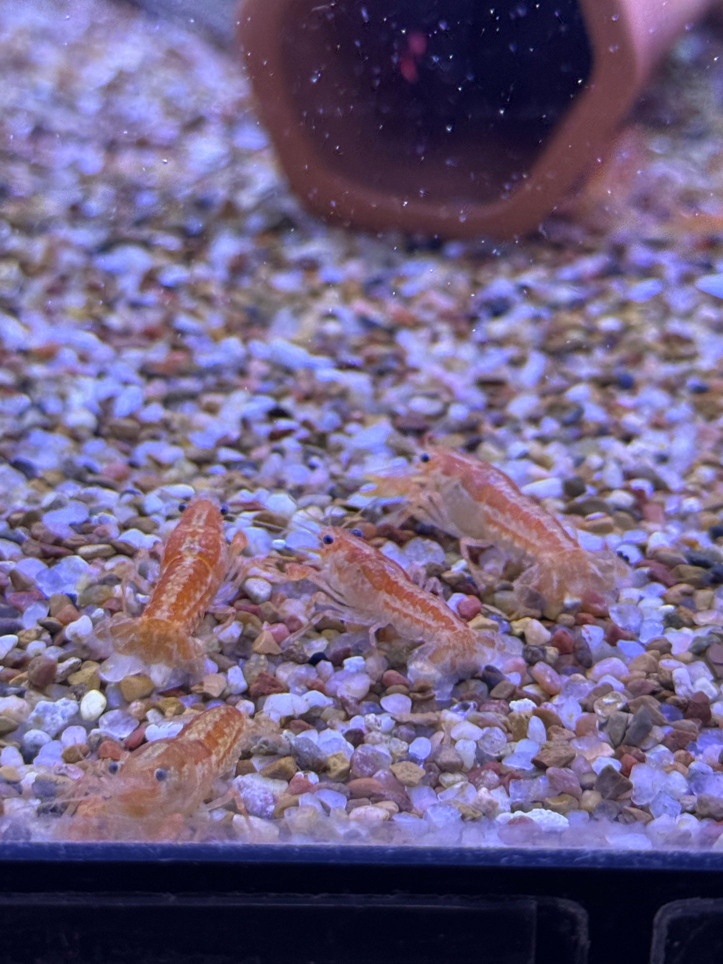 Orange CPO Dwarf Mexican Crayfish/Mini Lobster (Cambarellus patzcuarensis)- Tank Bred!