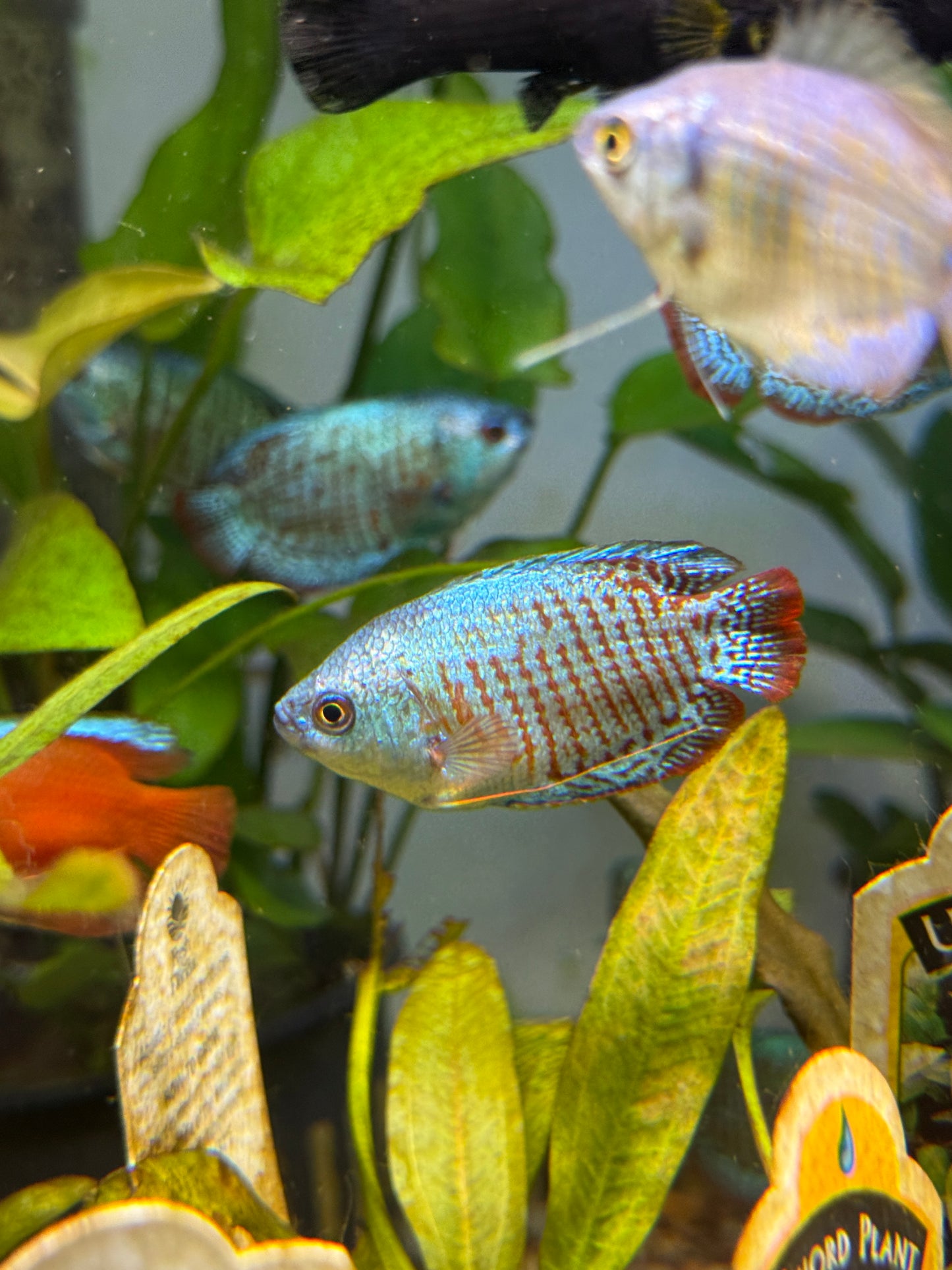 Dwarf Gourami Trichogaster lalius