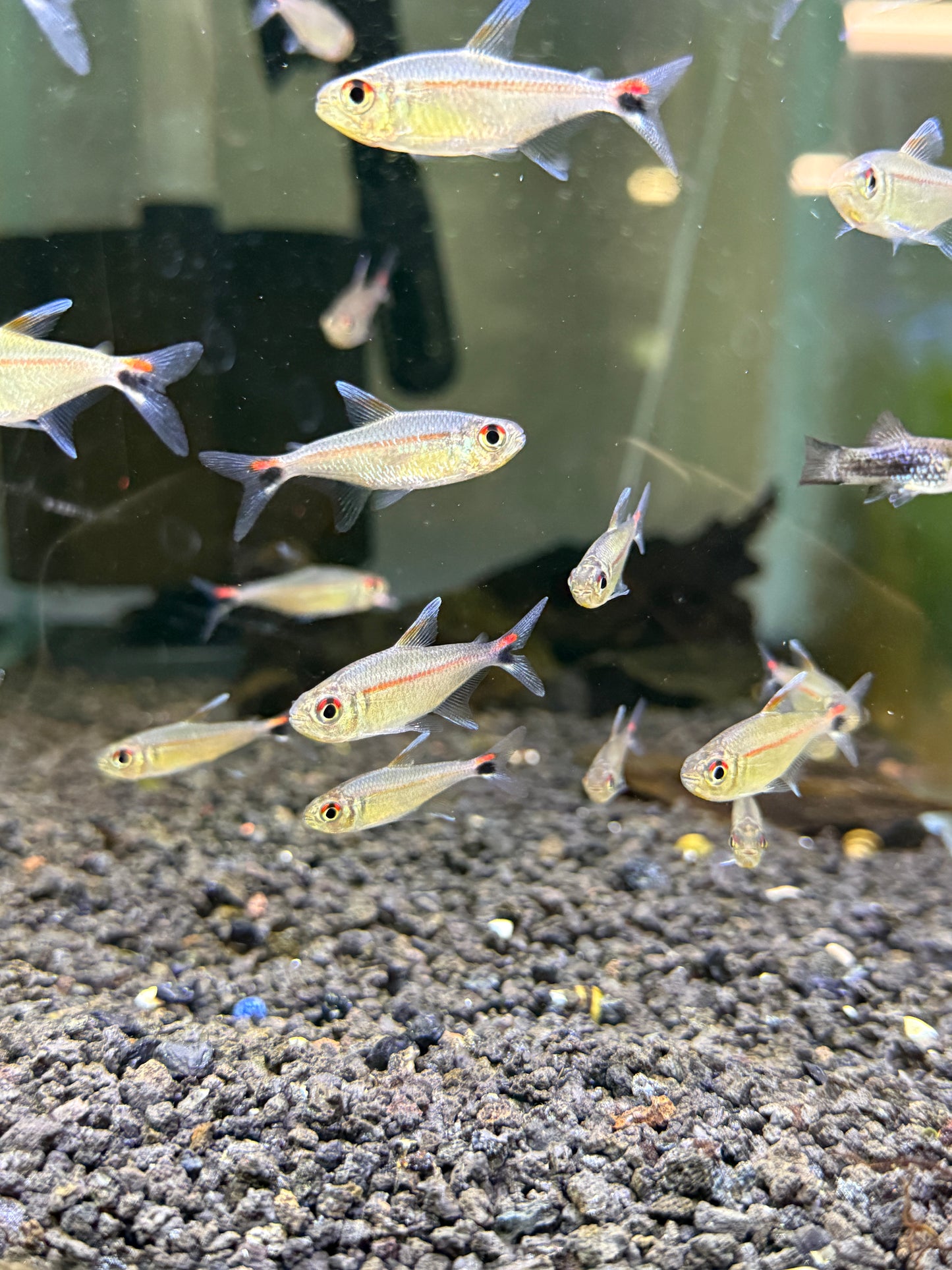 Rare ! Red Eye Red Line Tetra - Hemigrammus rubrostriatus