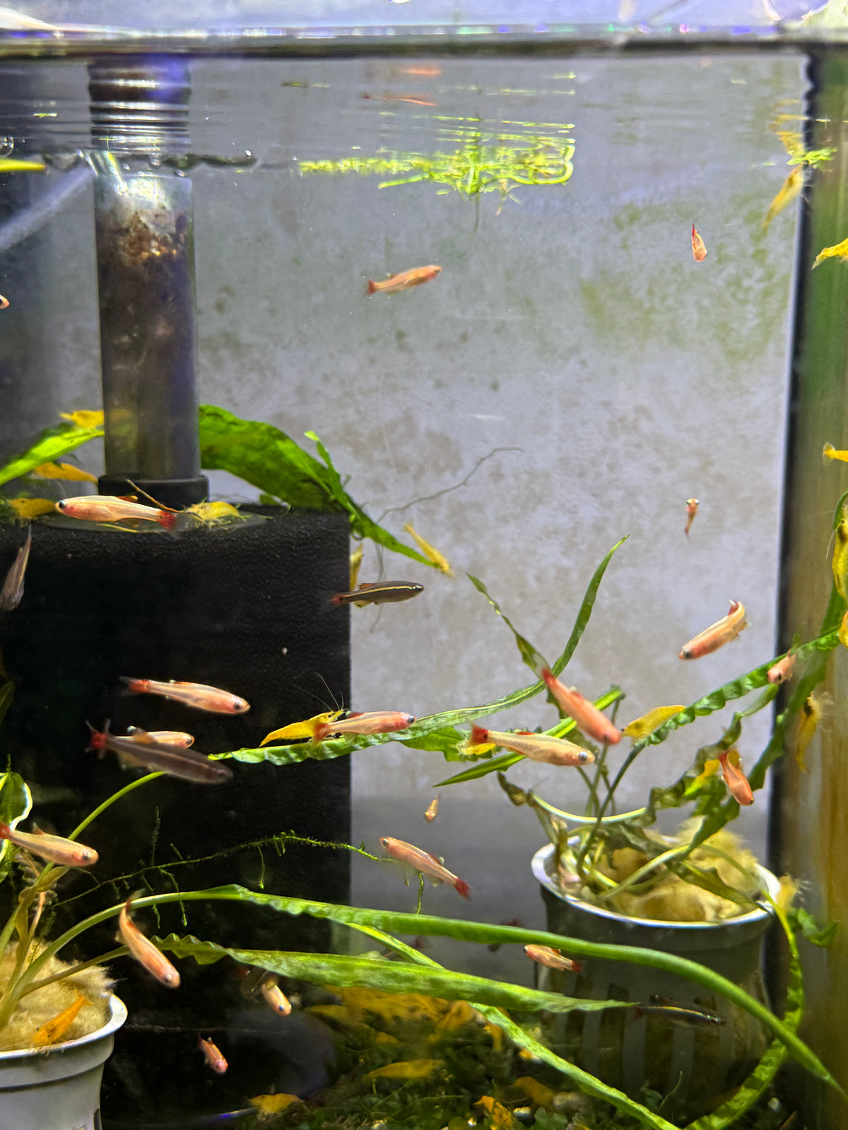 Gold White Cloud Mountain minnow (Tanichthys albonubes)