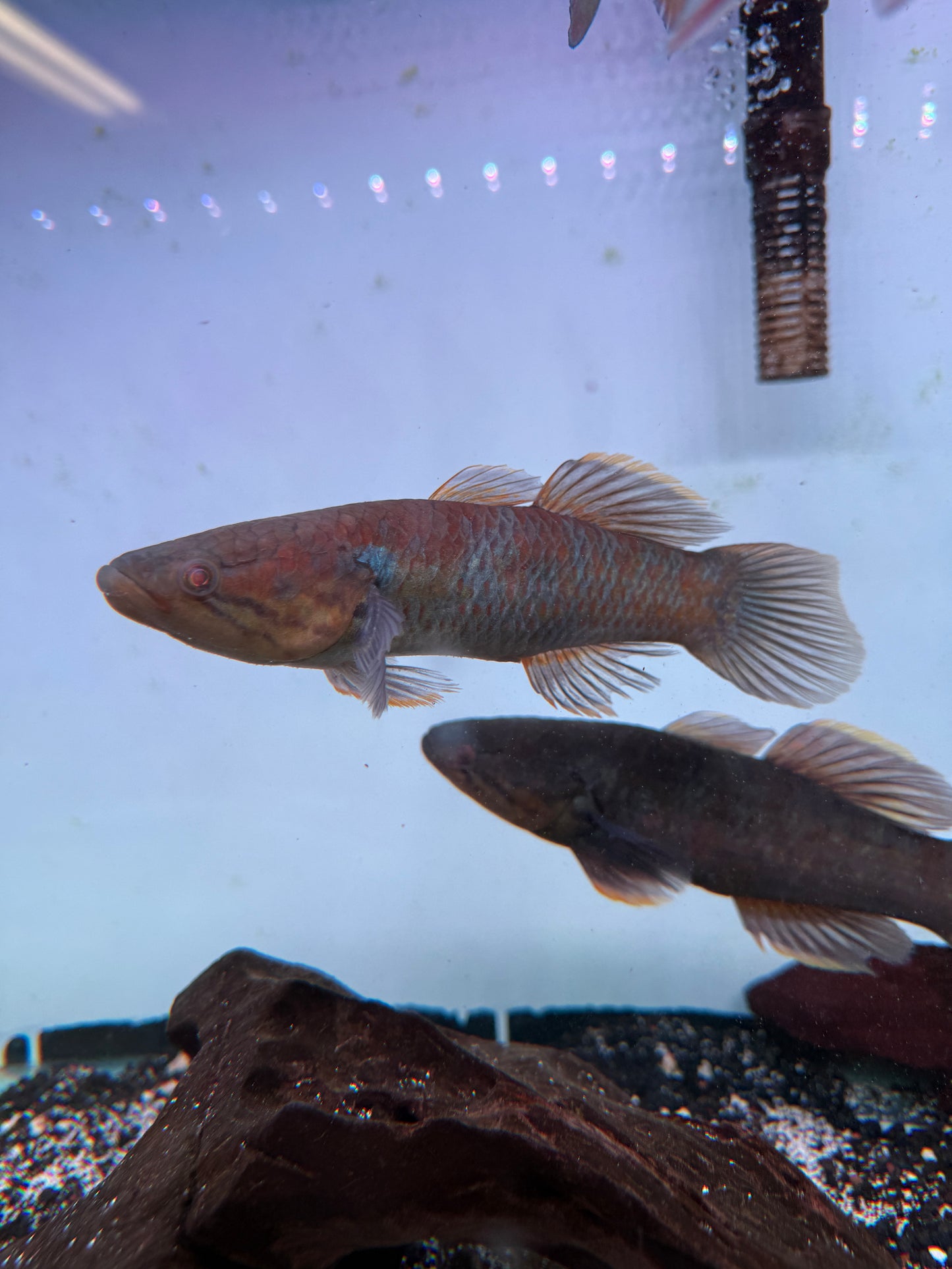 Rare Goby Guirus Viator snakehead gudgeon / ornate sleeper