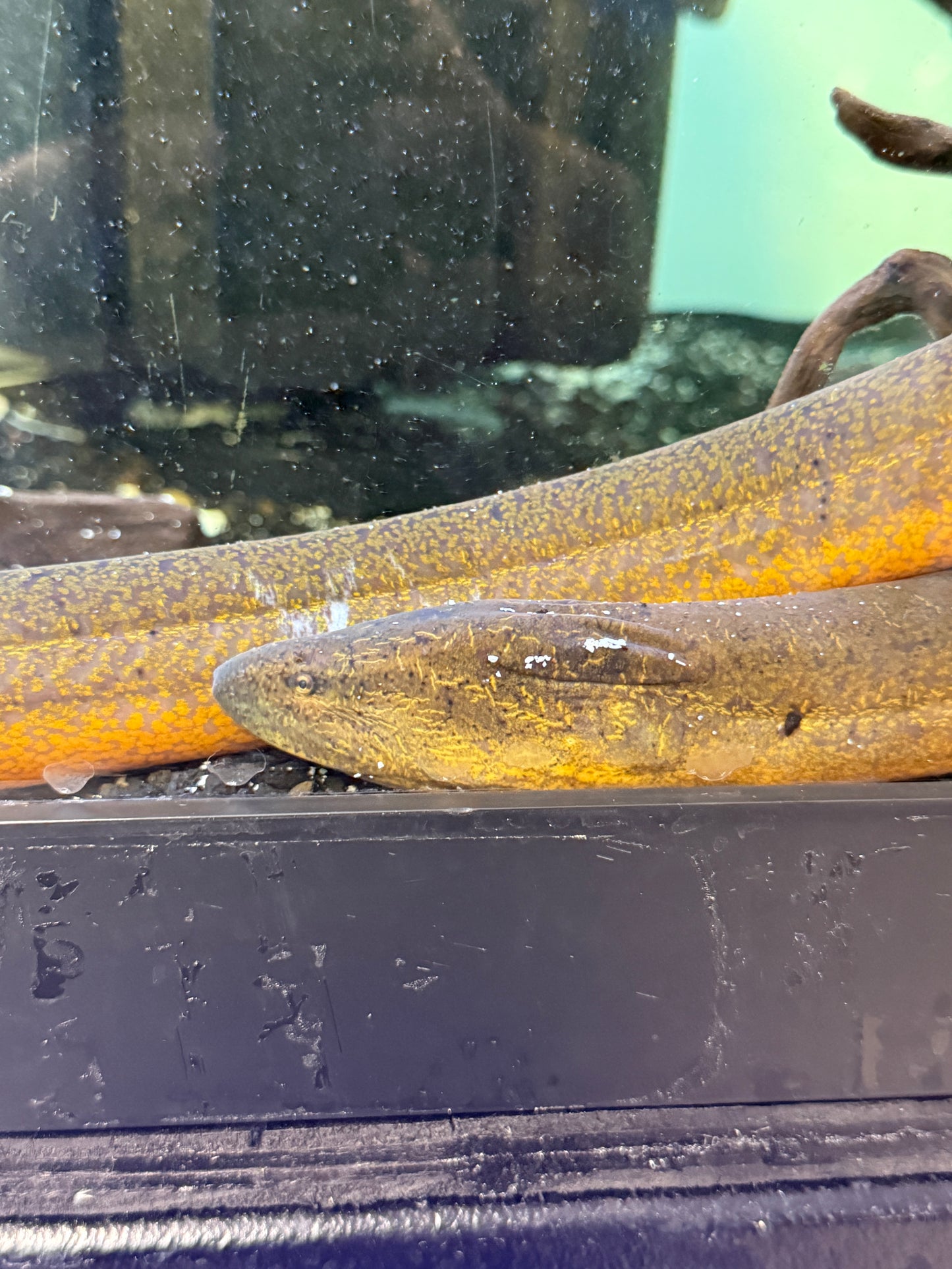 Tulip Eel Asian swamp eel (Monopterus albus)