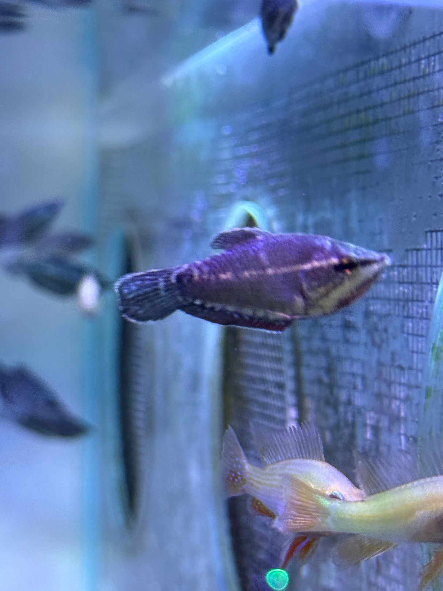 Vaillant's Chocolate Gourami (Sphaerichthys vaillanti)