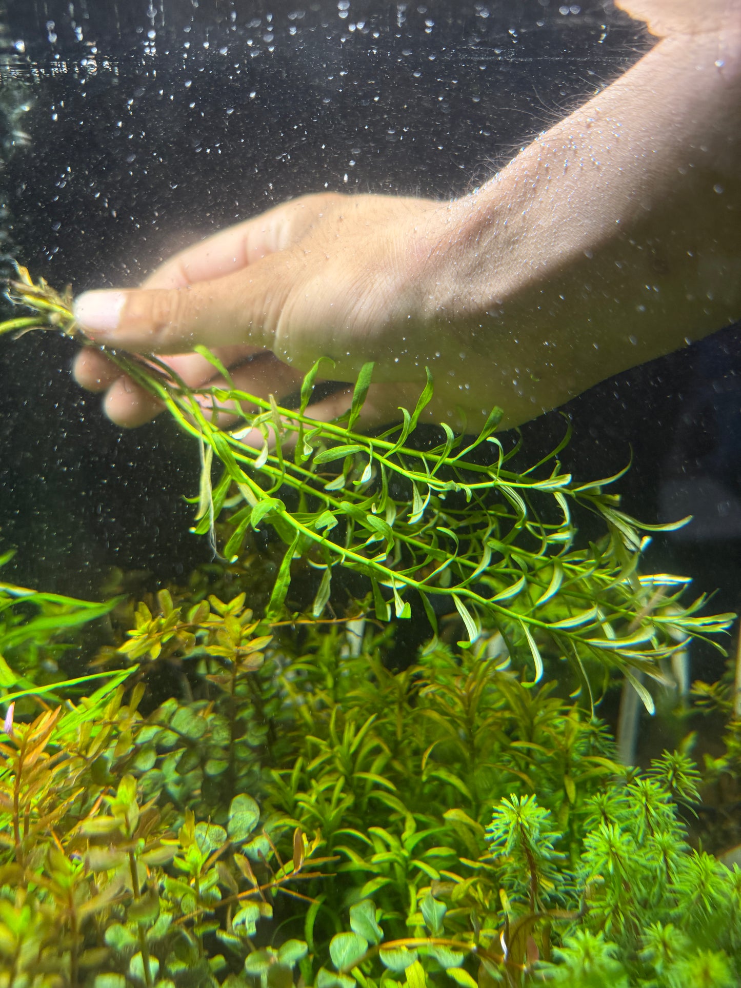 ROTALA RAMOSIOR 'RED CROSS' Plant