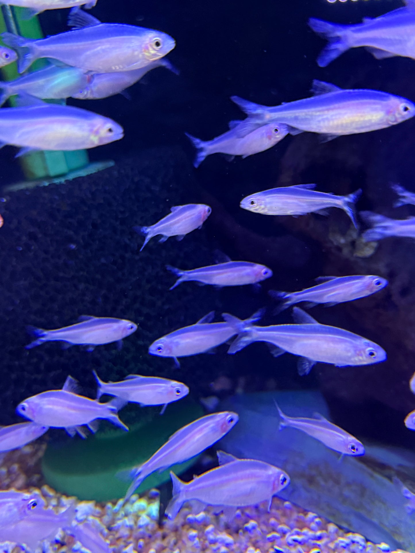 Golden Rummy-nose tetra (Hemigrammus rhodostomus)o
