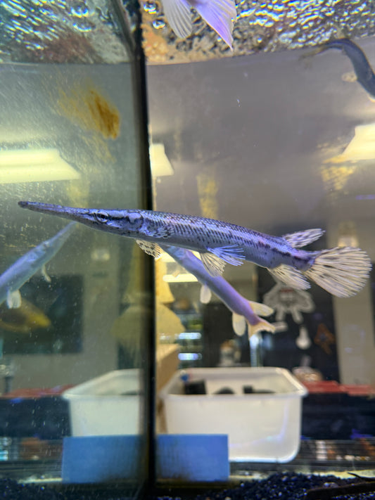 Cuban gar Atractosteus tristoechus