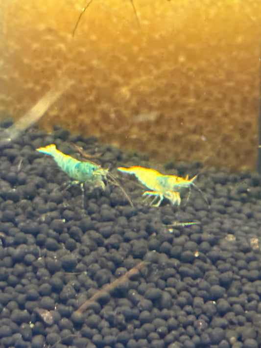 Blue bolt Shrimp Caridina cantonensis