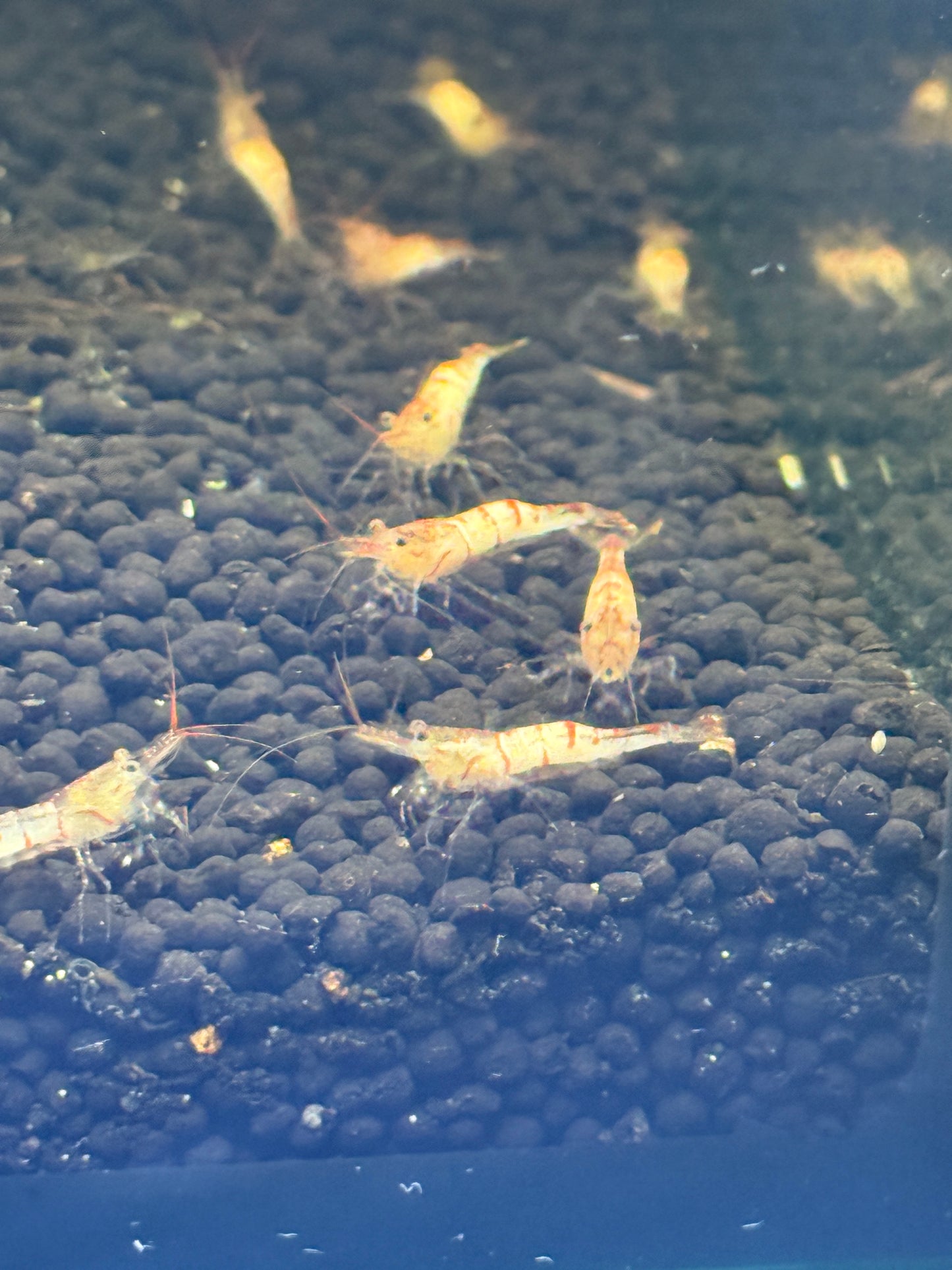 Sulawesi snow zebra shrimp Caridina holthuisi