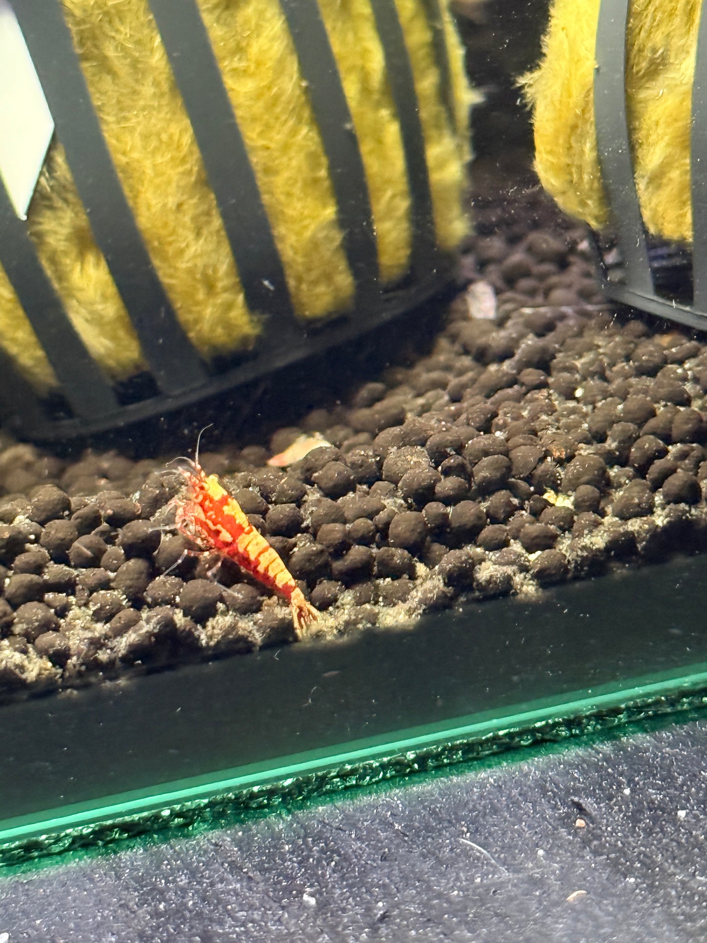 Red Galaxy Shrimp Caridina cantonensis