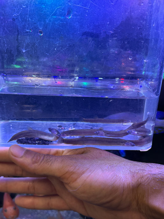 Black Kuhli Loach (Pangio oblongus)
