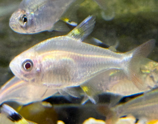 X-ray tetra (Pristella maxillaris)