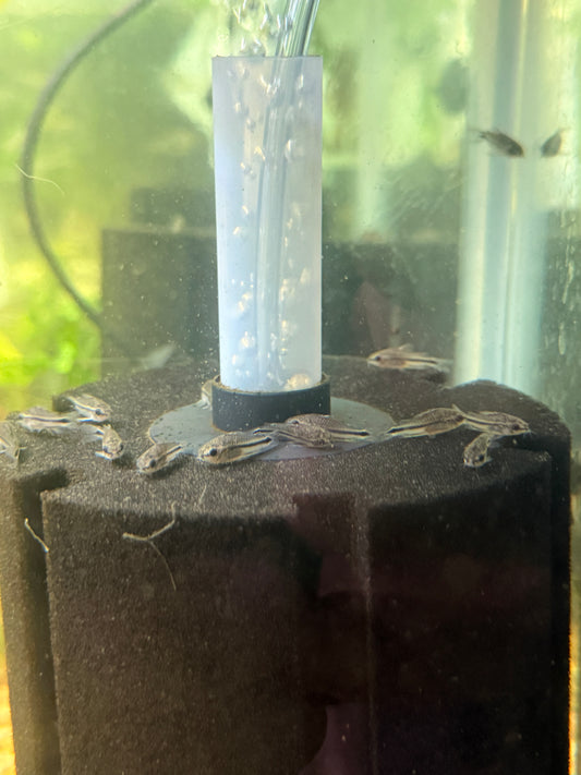 (Corydoras pygmaeus) Pygmy Cory