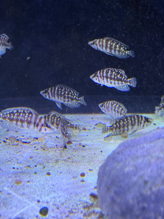 Calvus cichlid
