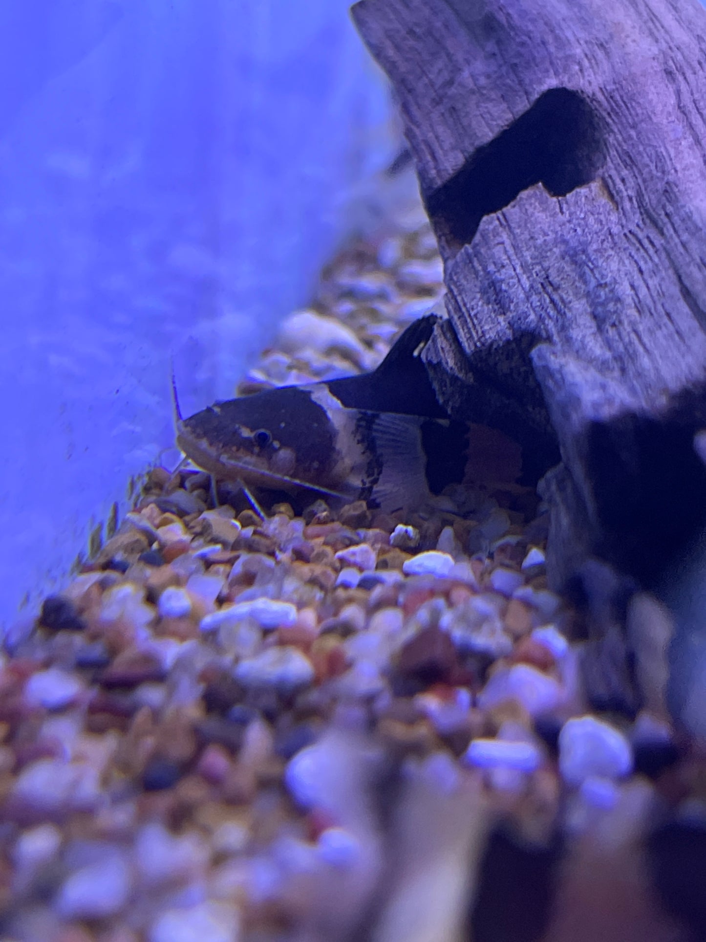 Bumble Bee Dwarf Marbled Catfish Microglanis poecilus