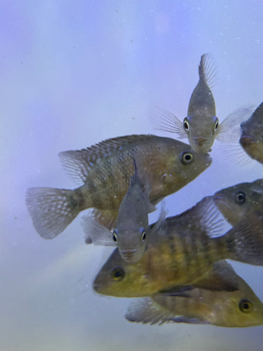 Rare !! Cichlasoma bocourti