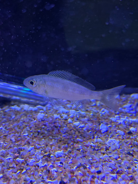 Cyathopharynx foai