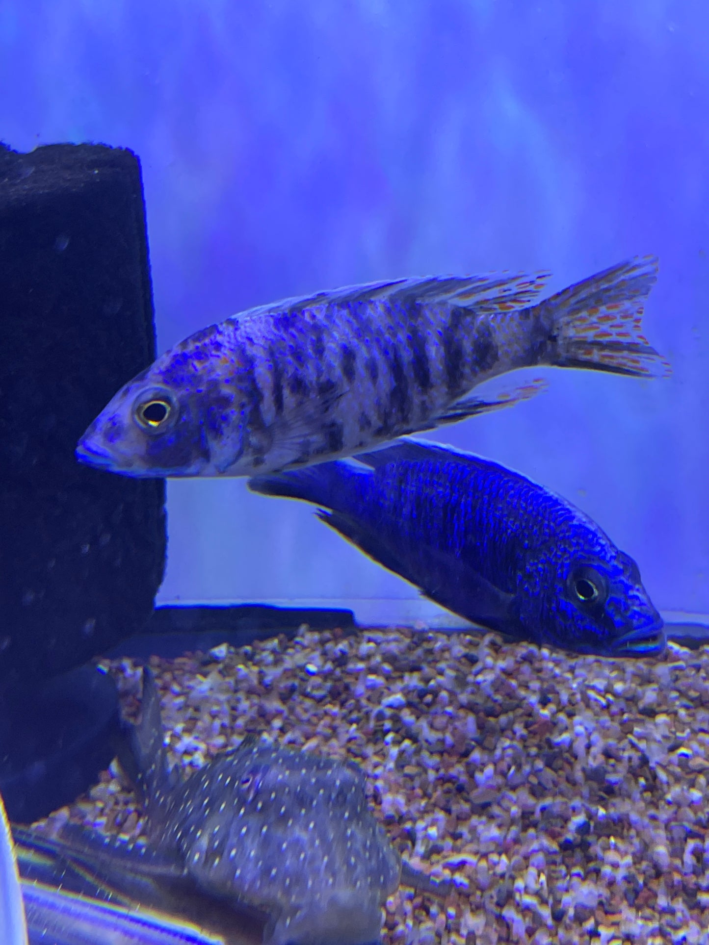 Ob Blue Berry Peacock Cichlid