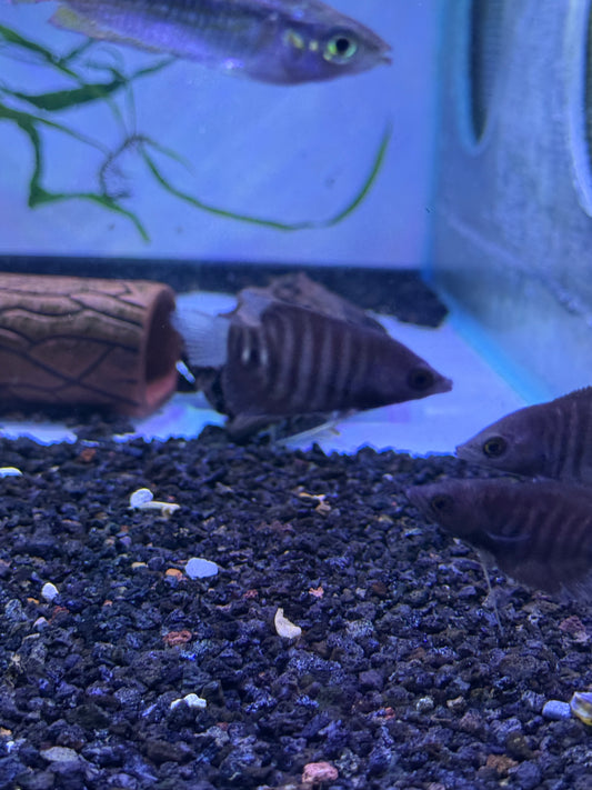 Super Rare !!! Borneo Giant Red Gourami Red Kaloi (Osphronemus septemfasciatus)