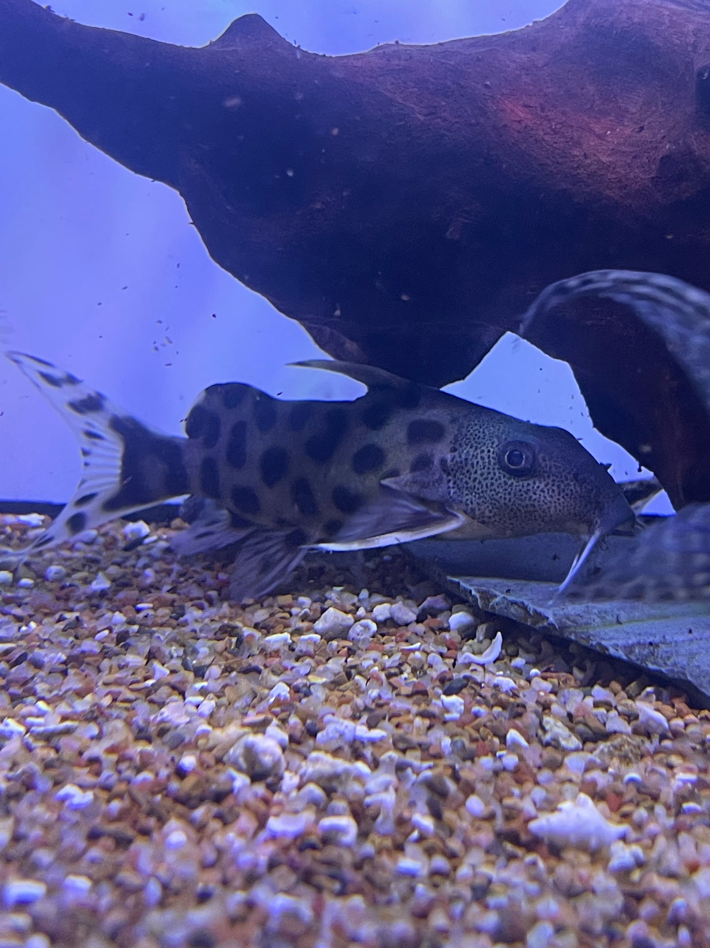 Hybrid(SYNODONTIS DECORUS X S. MULTIPUNCTATA)