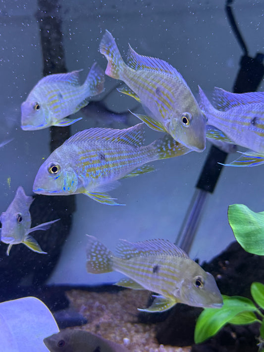 Geophagus altifrons