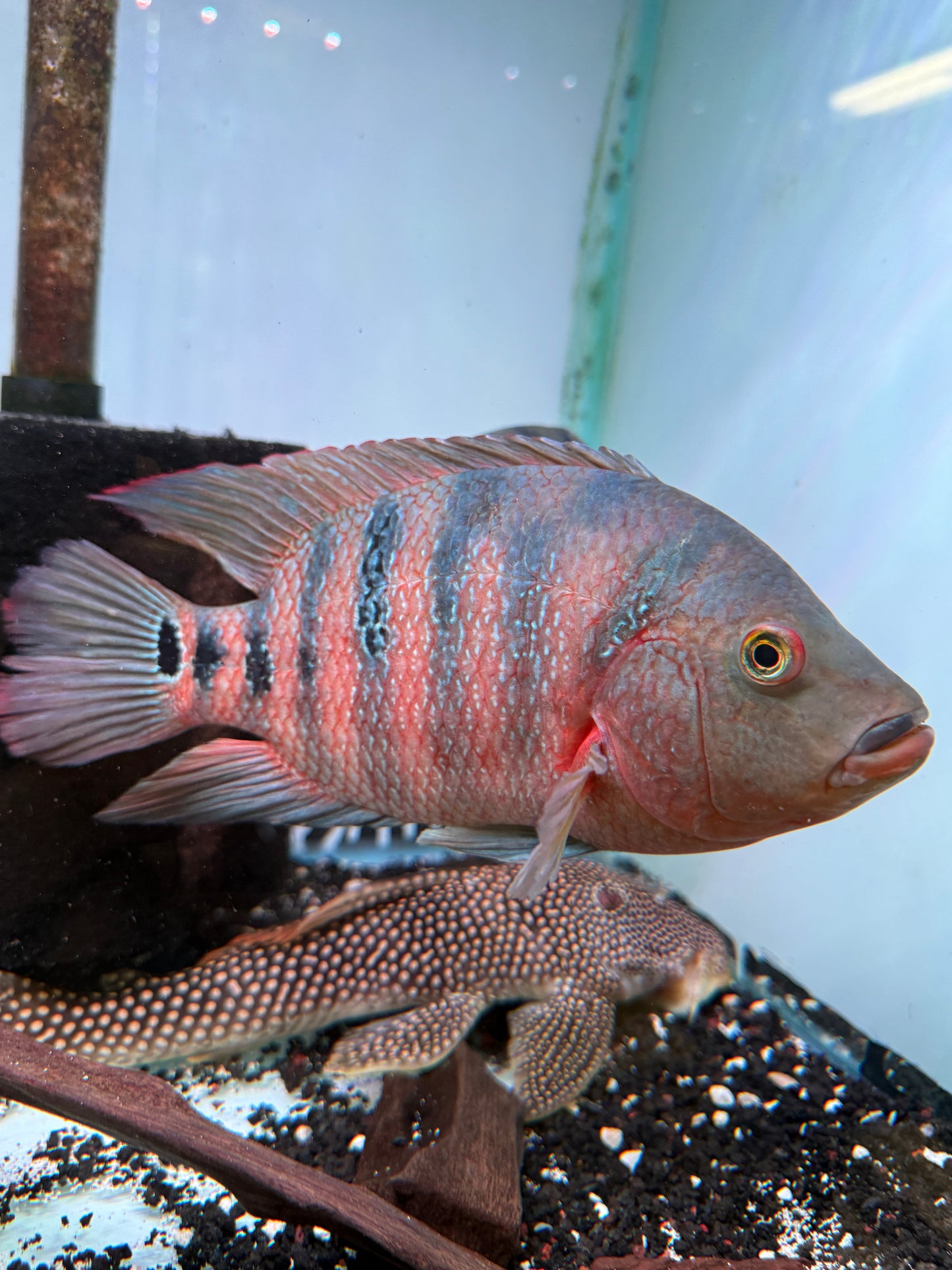 Mayan cichlid (Mayaheros urophthalmus)
