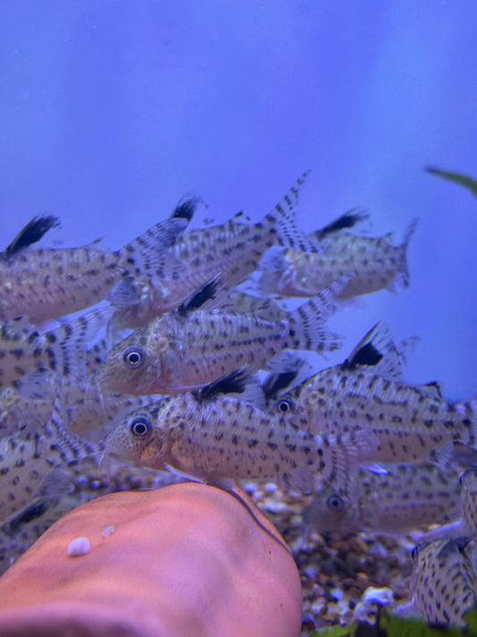 Leopard Cory
Corydoras leopardus Peru
