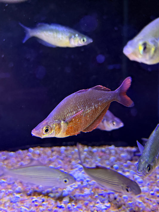 New Guinea Red Rainbow (Glossolepis incisus)