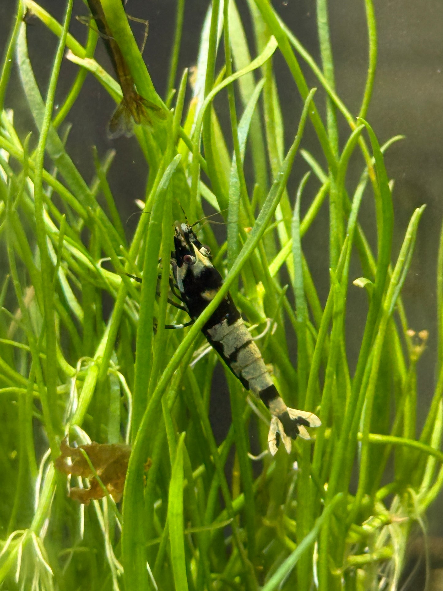 Black Galaxy Shrimp Caridina cantonensis