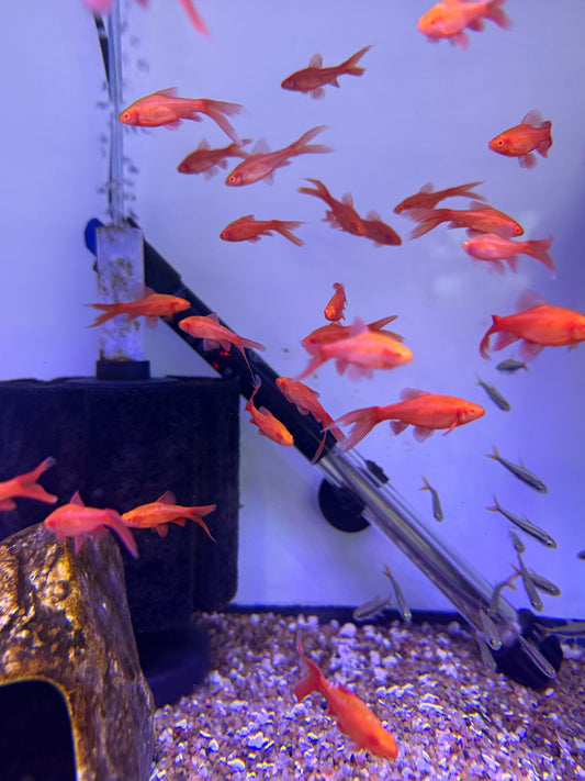 Super Red Albino Long Fin Cherry Barb